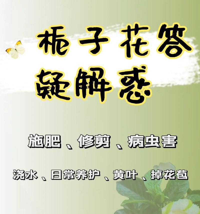 栀子花养护技巧有哪些？