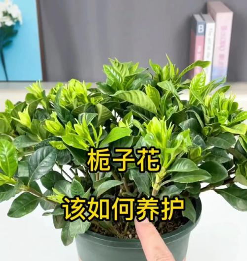 栀子花养护技巧有哪些？