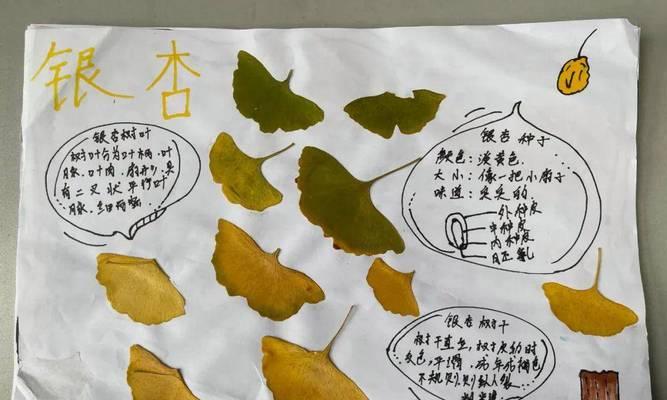 银杏品种有哪些？各自的特性是什么？