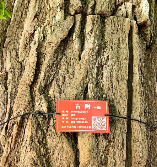 银杏品种有哪些？各自的特性是什么？