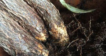白鹤芋出现烂根现象应如何处理？