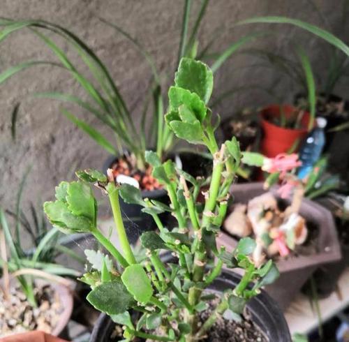 白鹤芋出现烂根现象应如何处理？