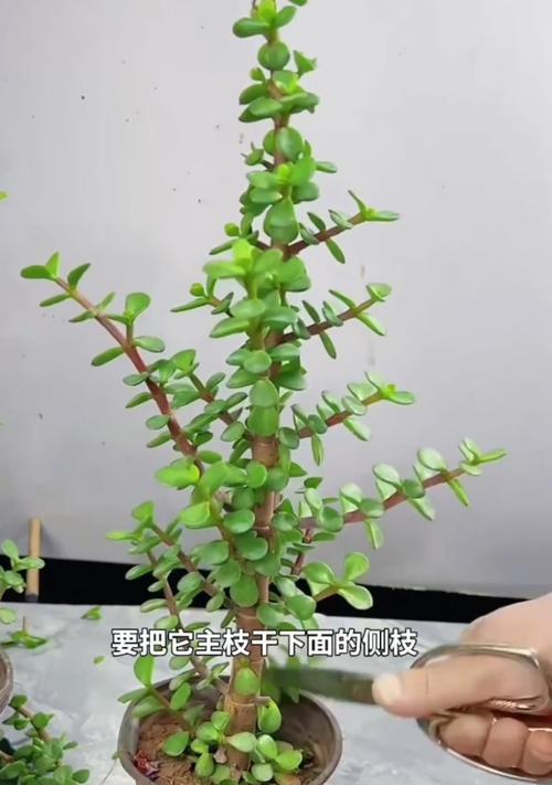 金枝玉叶的浇水技巧和常见问题是什么？