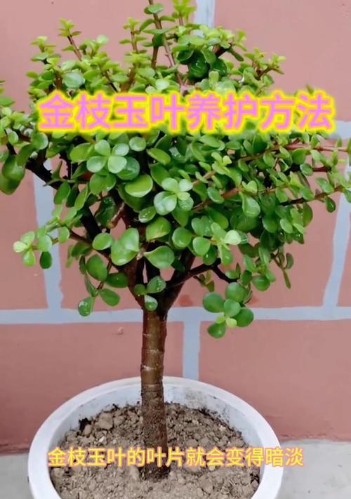 金枝玉叶的浇水技巧和常见问题是什么？