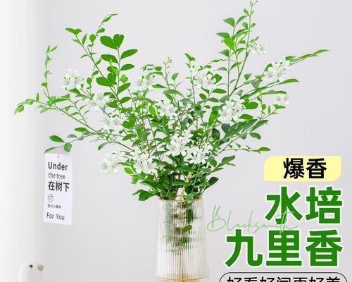 水培植物固定方法？如何稳定水培植物？