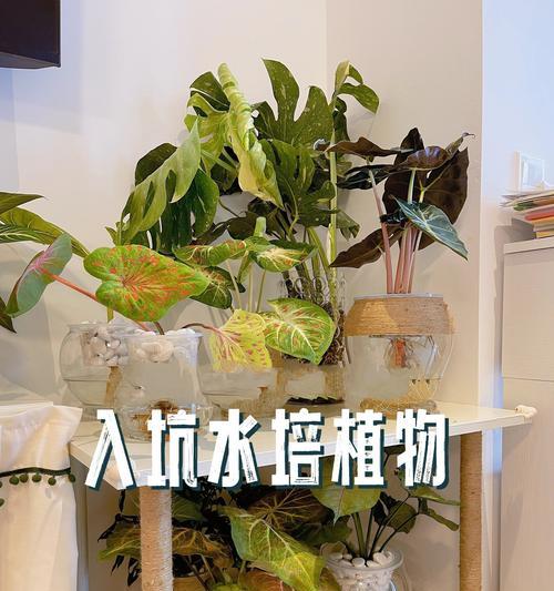 水培植物固定方法？如何稳定水培植物？