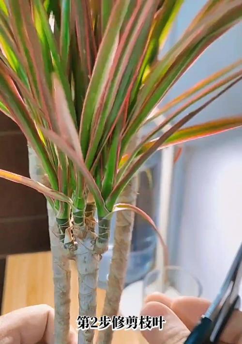 水培植物固定方法？如何稳定水培植物？