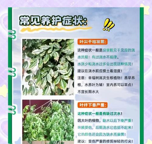 幸福树叶子出现粘液的解决办法是什么？
