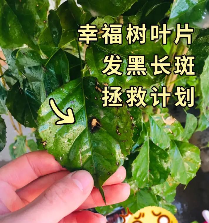 幸福树叶子出现粘液的解决办法是什么？