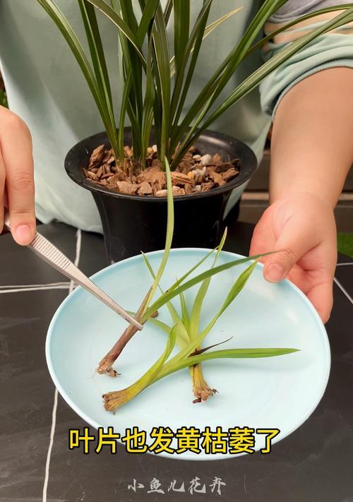 兰花花芽的识别方法是什么？如何正确进行兰花的花芽分化？