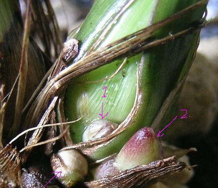 兰花花芽的识别方法是什么？如何正确进行兰花的花芽分化？