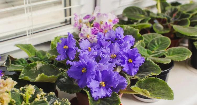 哪些花卉耐阴？耐阴花卉的养护要点是什么？