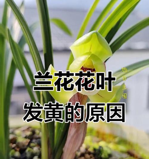 兰花尖端发黄怎么办？如何预防和治疗？
