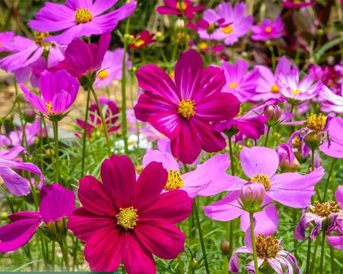 格桑花播种步骤是什么？怎样提高发芽率？