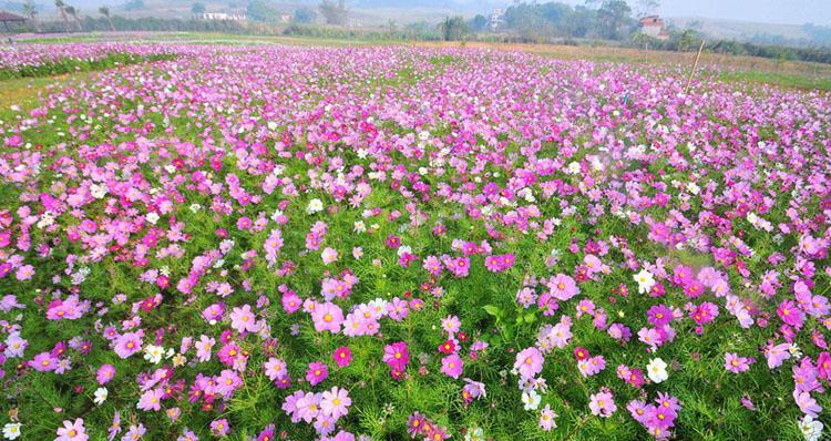 格桑花播种步骤是什么？怎样提高发芽率？