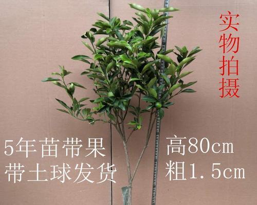 盆栽桔树的正确养护方法是什么？