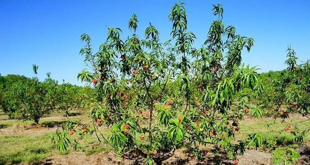 桃树种植需要注意什么？桃子结果少怎么办？
