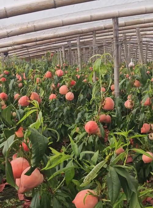 桃树种植需要注意什么？桃子结果少怎么办？