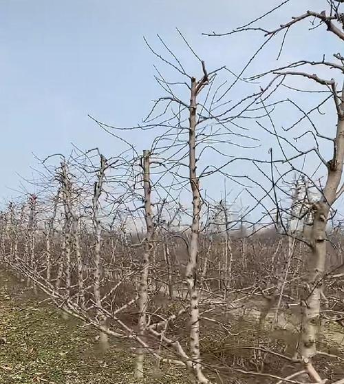 桃树种植需要注意什么？桃子结果少怎么办？