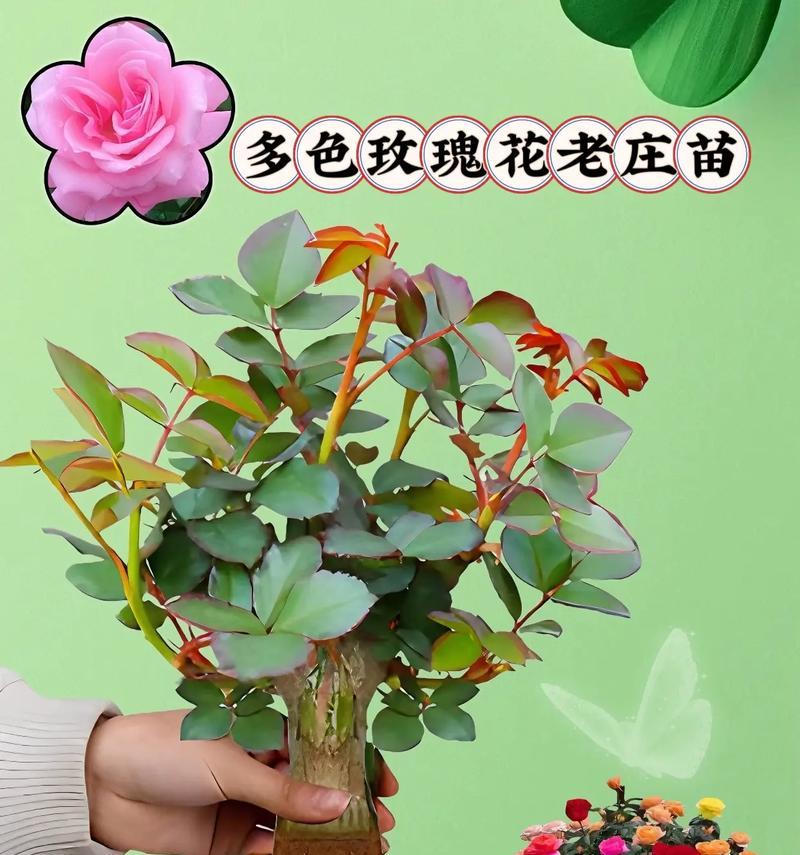 玫瑰植物的养殖方法是什么？