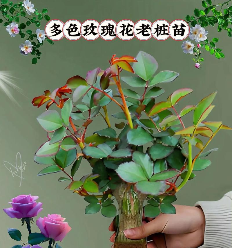 玫瑰植物的养殖方法是什么？