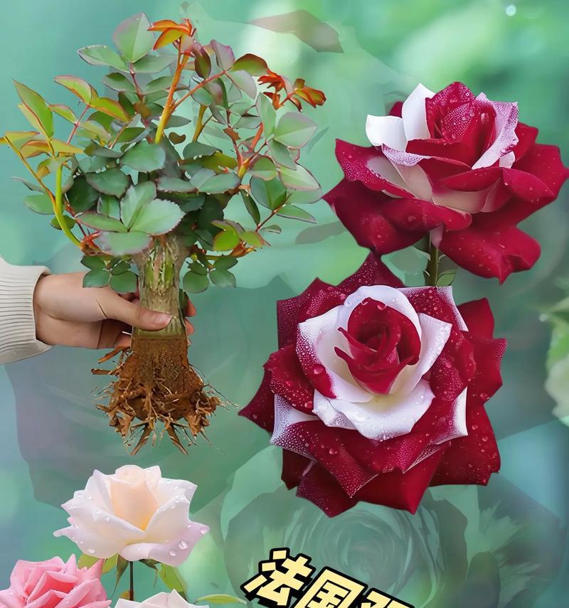 玫瑰植物的养殖方法是什么？