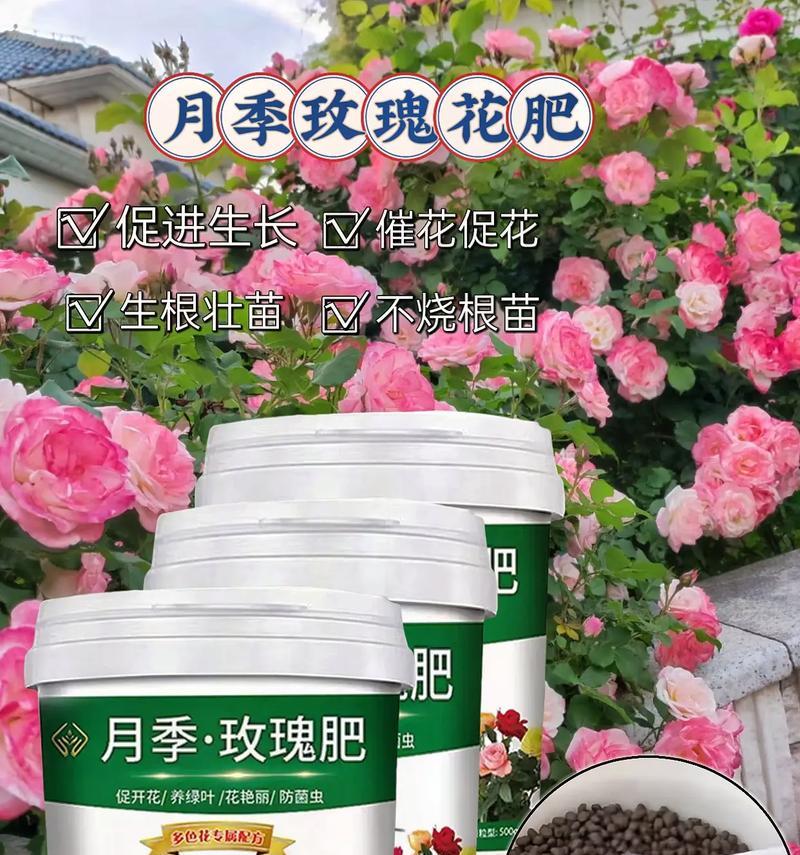月季花施什么肥料？月季花的施肥指南是什么？