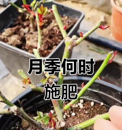 月季花施什么肥料？月季花的施肥指南是什么？