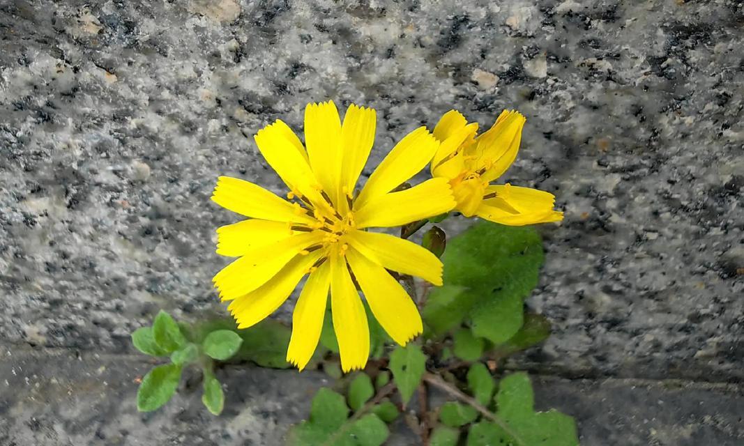 哪种花象征坚强独立？坚强独立的花有哪些寓意？