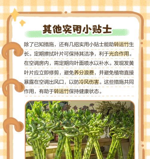 转运竹修剪的最佳时机是什么时候？如何修剪？