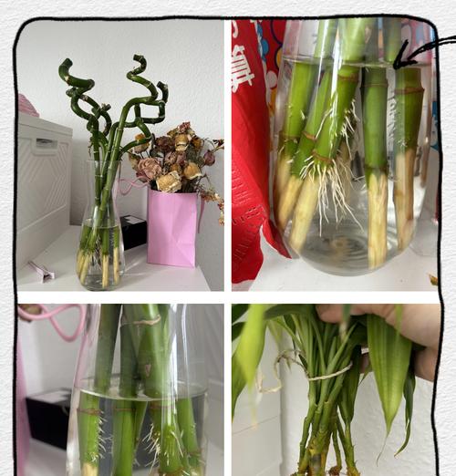 转运竹修剪的最佳时机是什么时候？如何修剪？