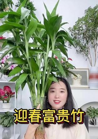 大叶竹的养护要点是什么？