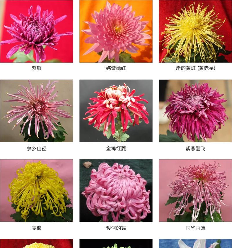 菊花有哪些别称？它们的由来是什么？