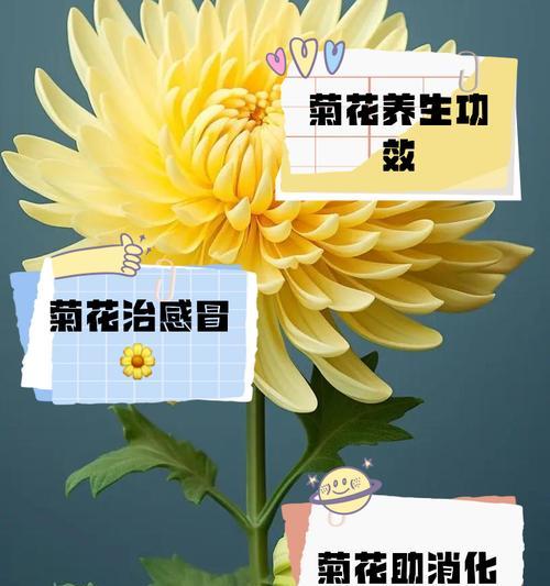 菊花有哪些别称？它们的由来是什么？