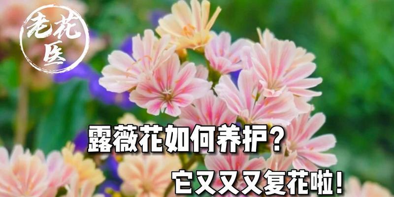露薇的养护步骤是什么？