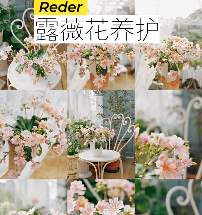 露薇的养护步骤是什么？