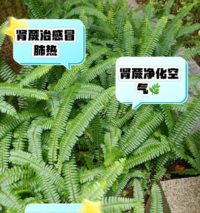 肾蕨的养殖方法有哪些？