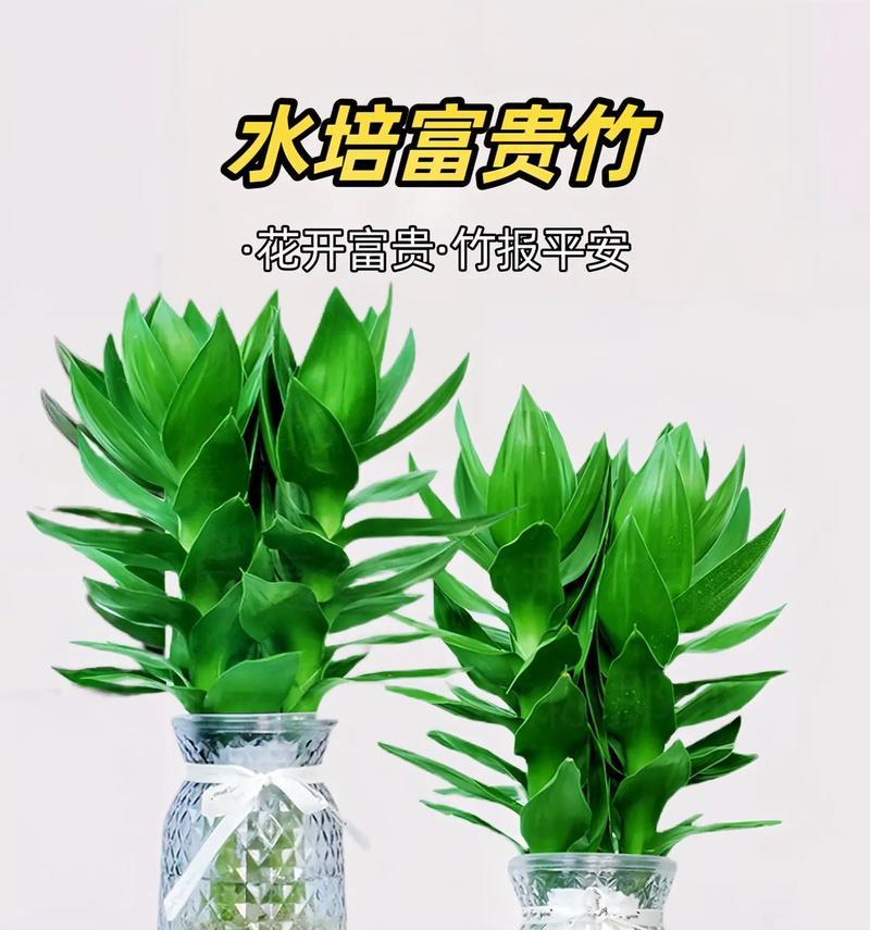 转运竹的养殖方法和注意事项是什么？