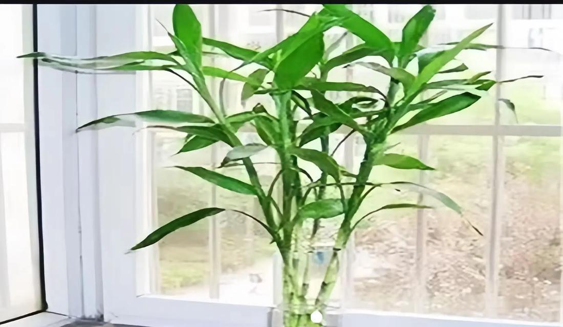 转运竹的养殖方法和注意事项是什么？