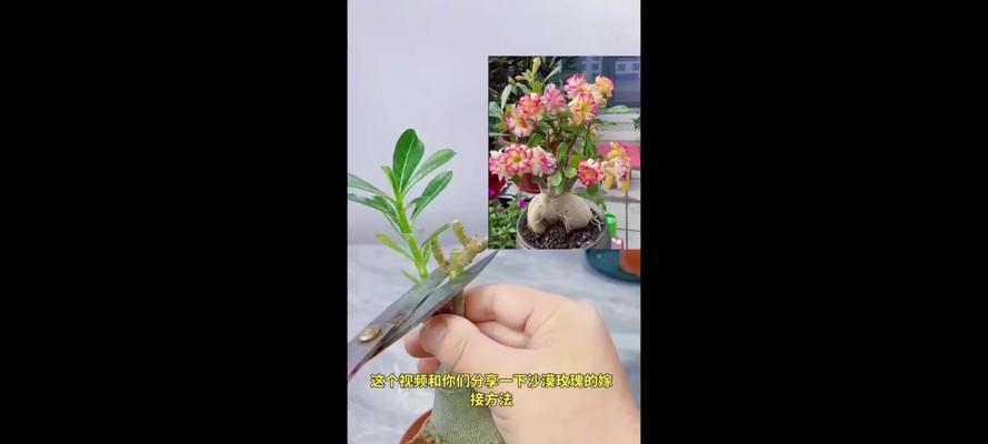 沙漠玫瑰扦插的正确步骤是什么？如何保证成活？