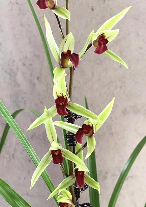 下山兰花如何养护才能开花？