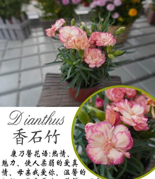 康乃馨的品种太子是什么？有哪些特别之处？