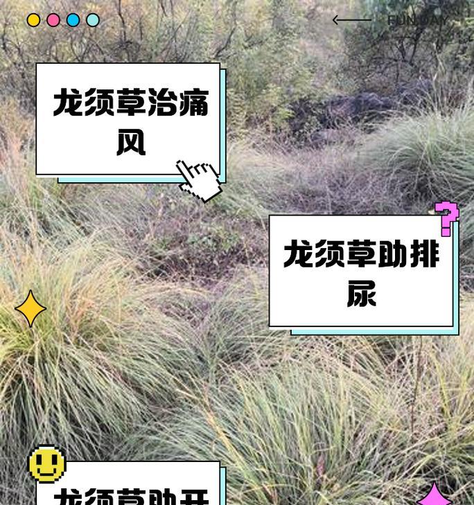 龙须草的养殖方法有哪些？如何保持龙须草的健康生长？