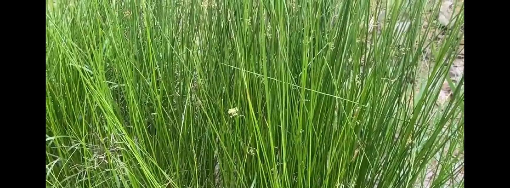 龙须草的养殖方法有哪些？如何保持龙须草的健康生长？