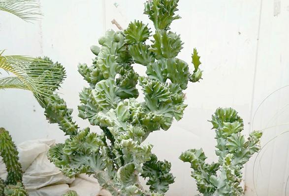 麒麟花适合哪种花盆？如何选择合适的花盆？