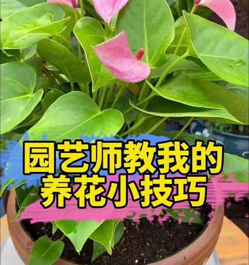 花肥怎么制作方法？自制花肥的步骤和配方是什么？
