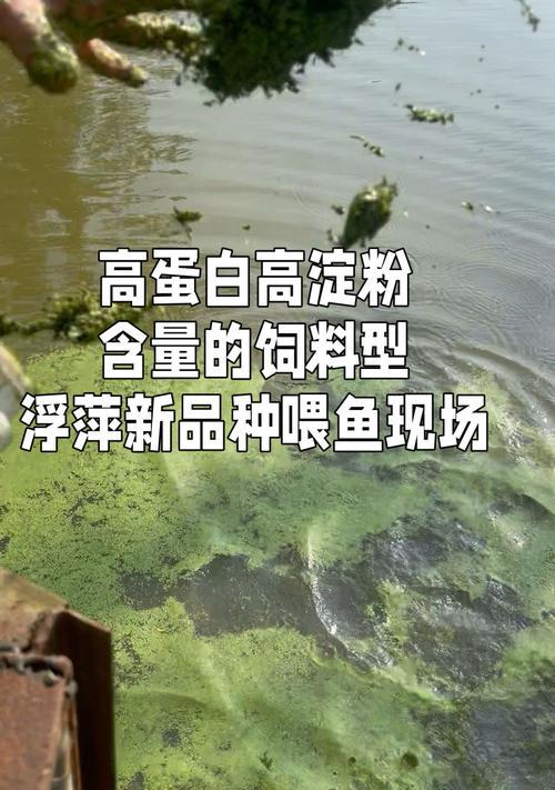 浮萍养殖的正确方法和注意事项有哪些？