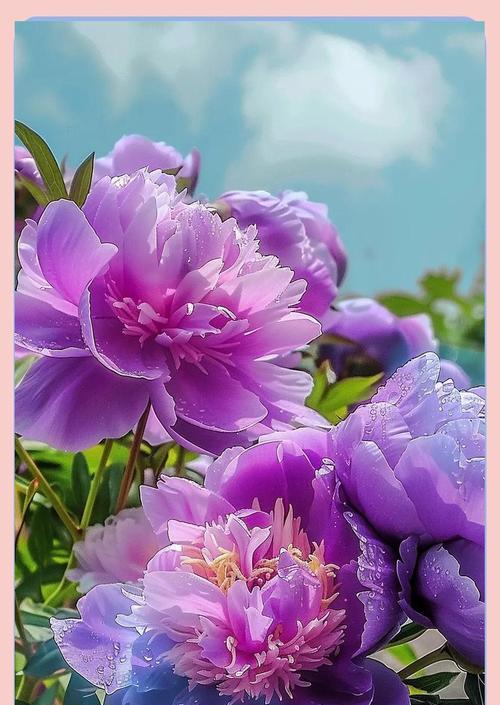 送花给病人时应该避免哪些花？