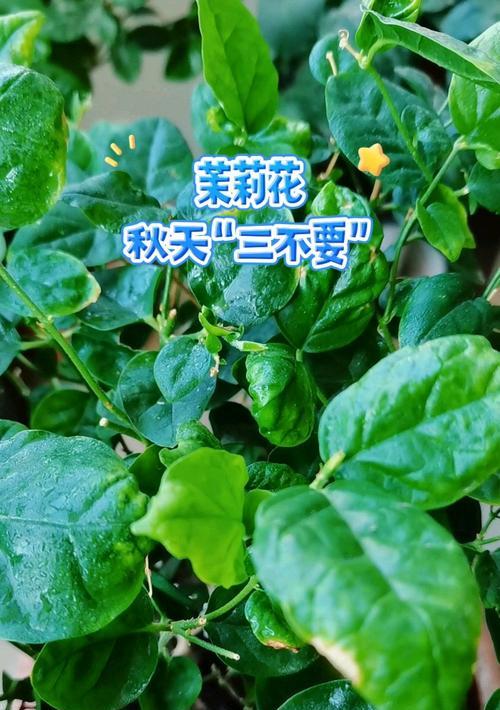 秋季茉莉花的养护技巧有哪些？