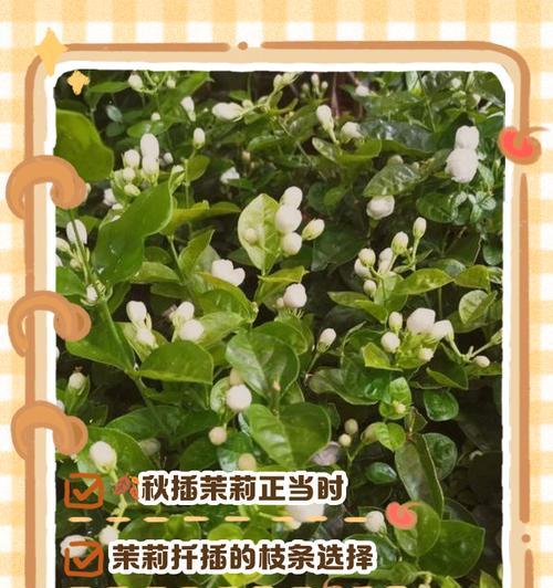 秋季茉莉花的养护技巧有哪些？
